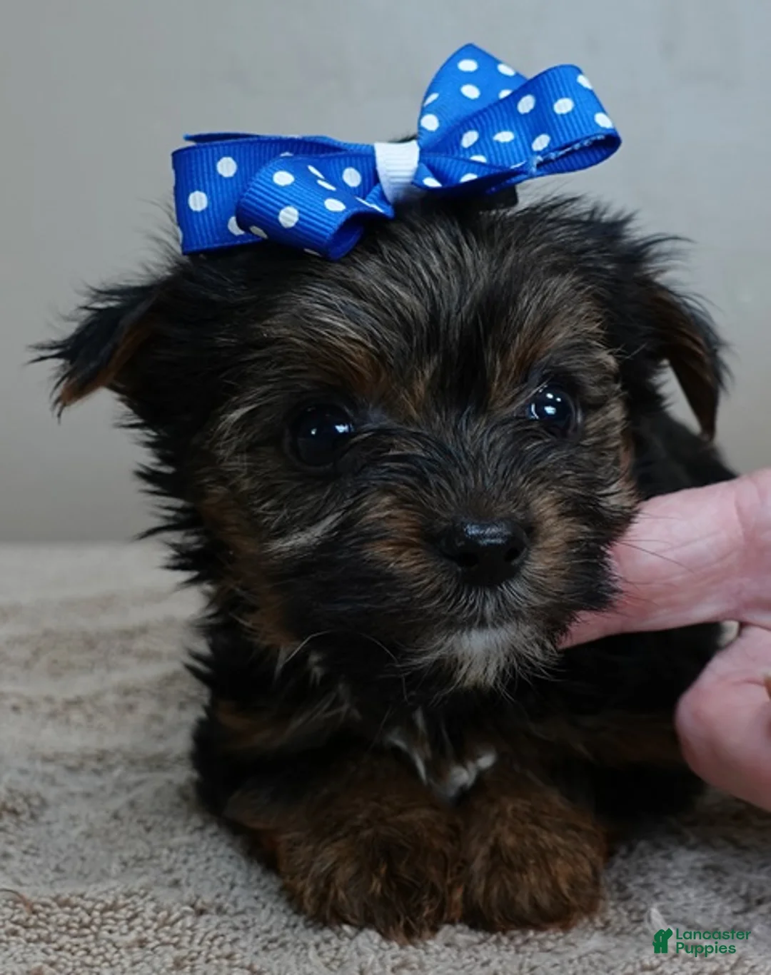 Yorkshire Terrier dogs for sale: Cairo black face - Ad 2