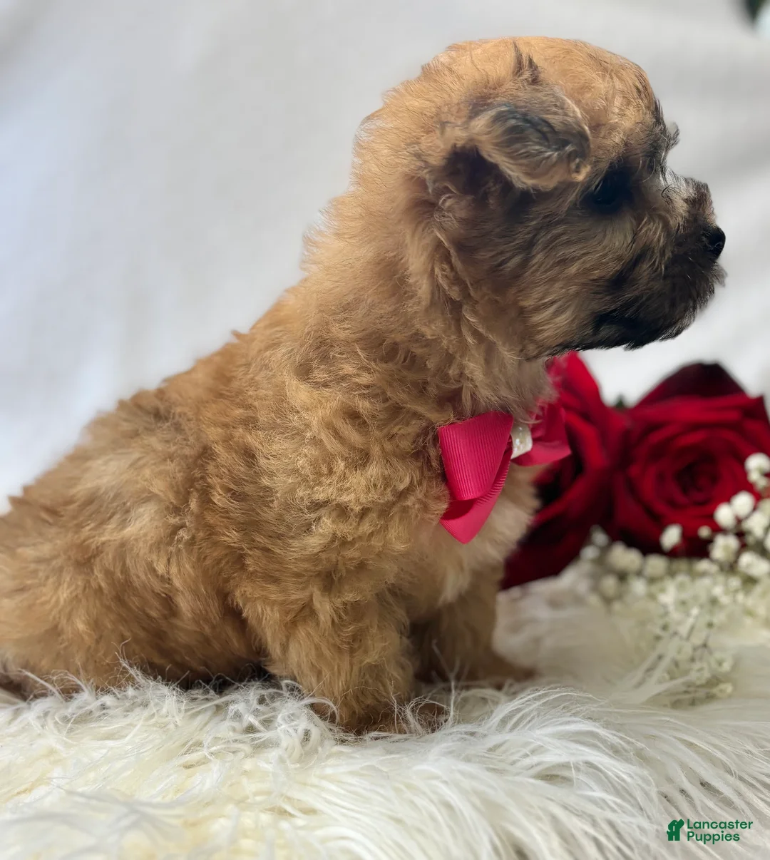 Morkie dogs for sale: Ava - Ad 5
