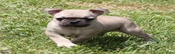 French Bulldog dogs for sale: SAM FAWN MALE - Ad 2