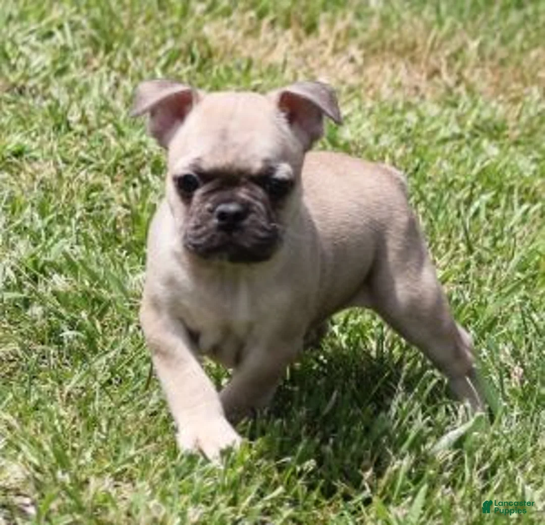 French Bulldog dogs for sale: SAM FAWN MALE - Ad 2