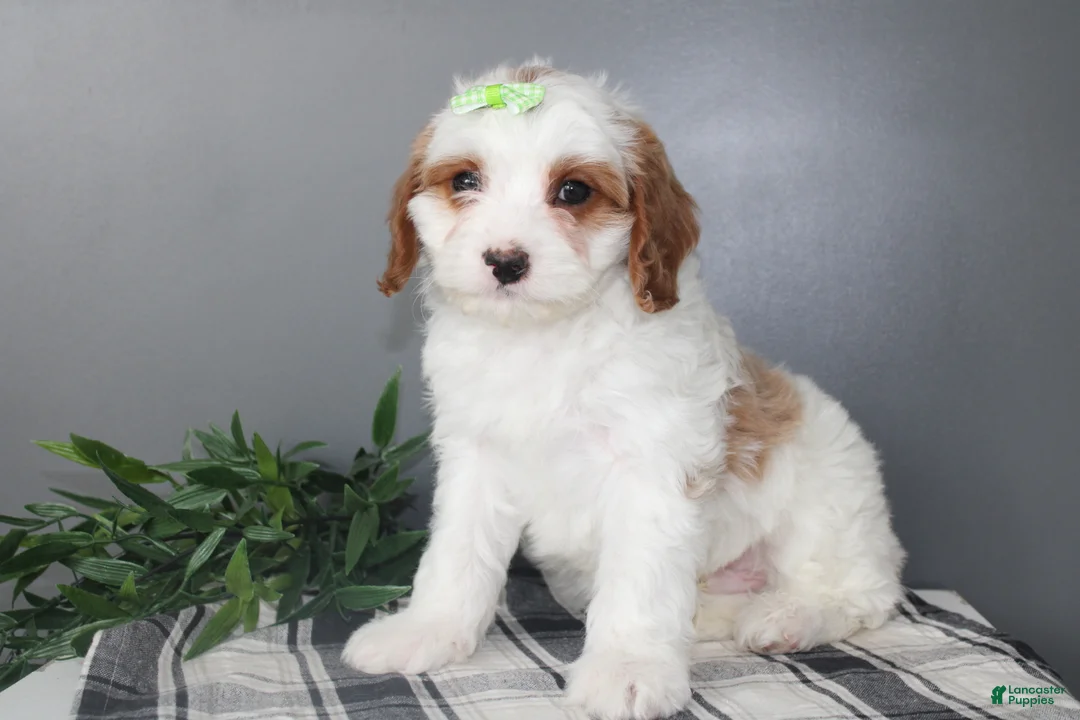 Cavapoo dogs for sale: Karl - Ad 3