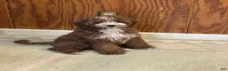 Mini Goldendoodle dogs for sale: Petite Mini Goldendoodle Coco - Ad 4