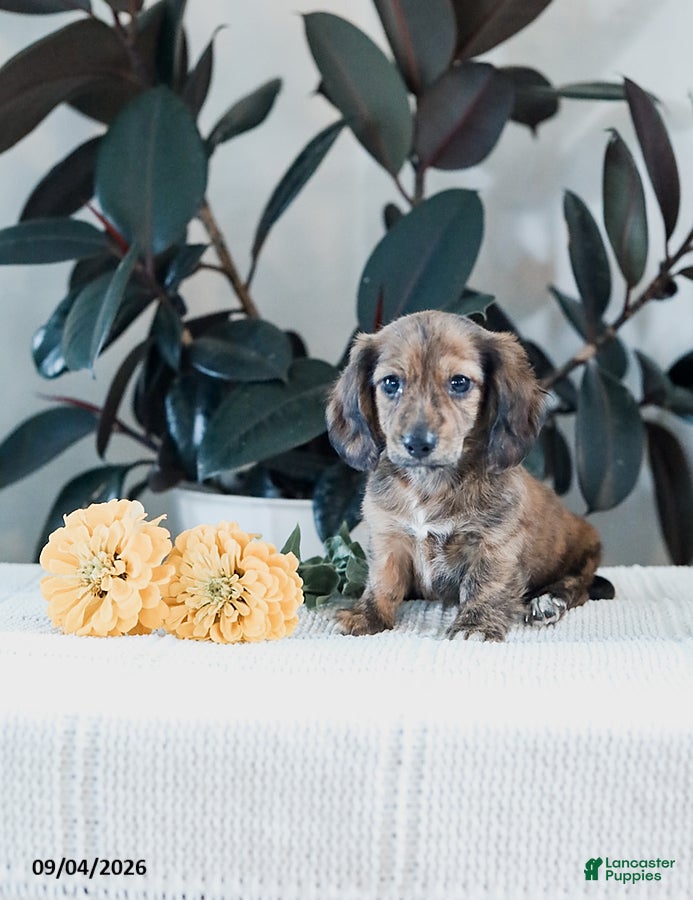 Miniature Dachshund dogs Brock - Ad 1