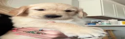 Golden Retriever dogs for sale: Little Boy Yellow - Ad 2