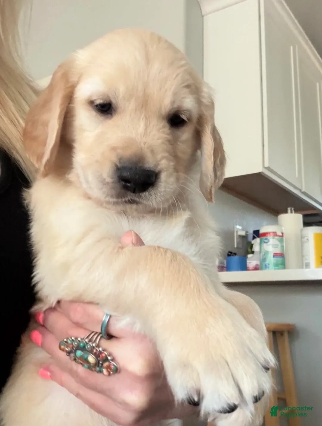 Golden Retriever dogs for sale: Little Boy Yellow - Ad 2