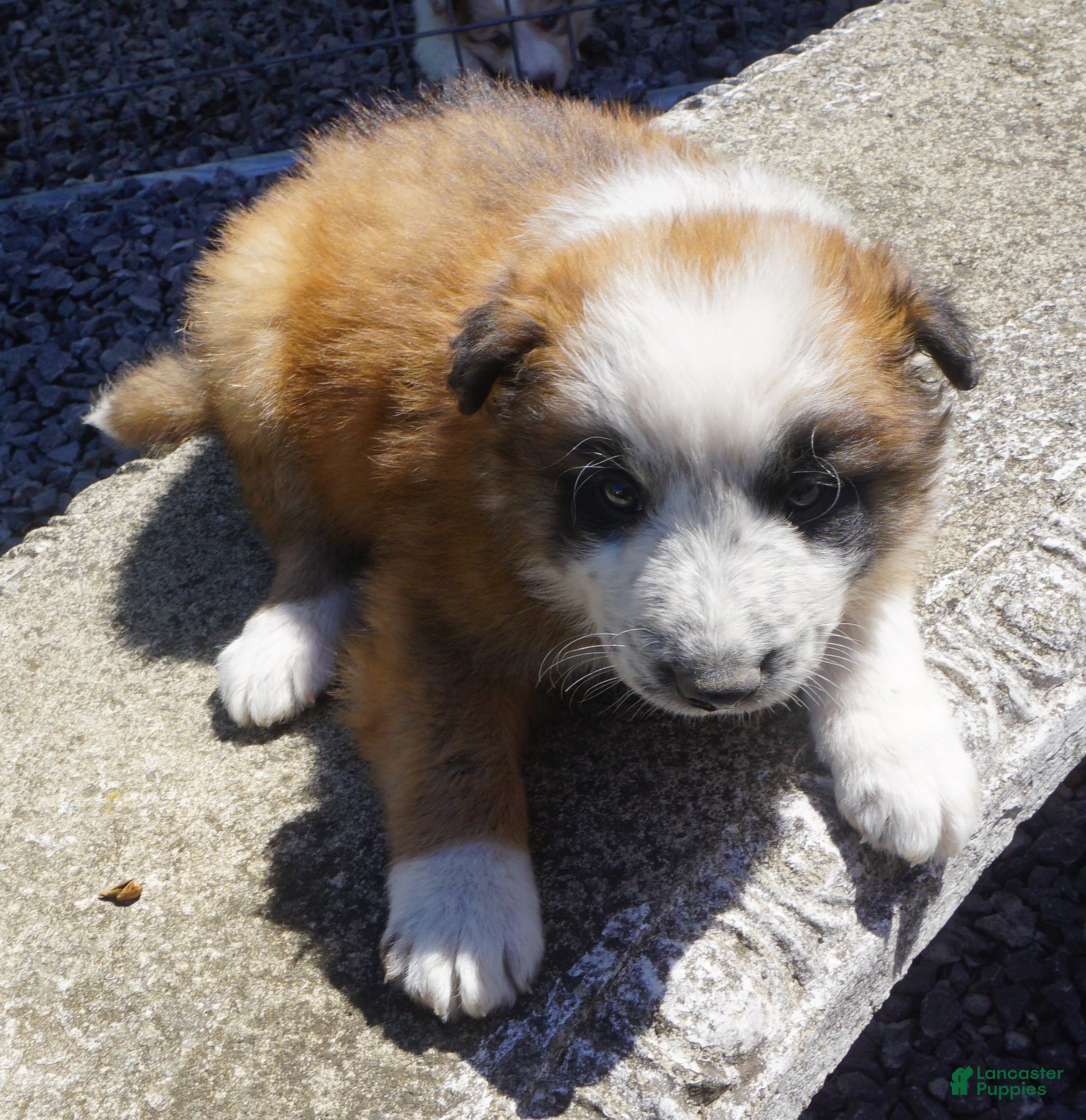 Border Collie dogs BRAD - Ad 1