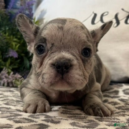 French Bulldog dogs Frisk - Ad 2