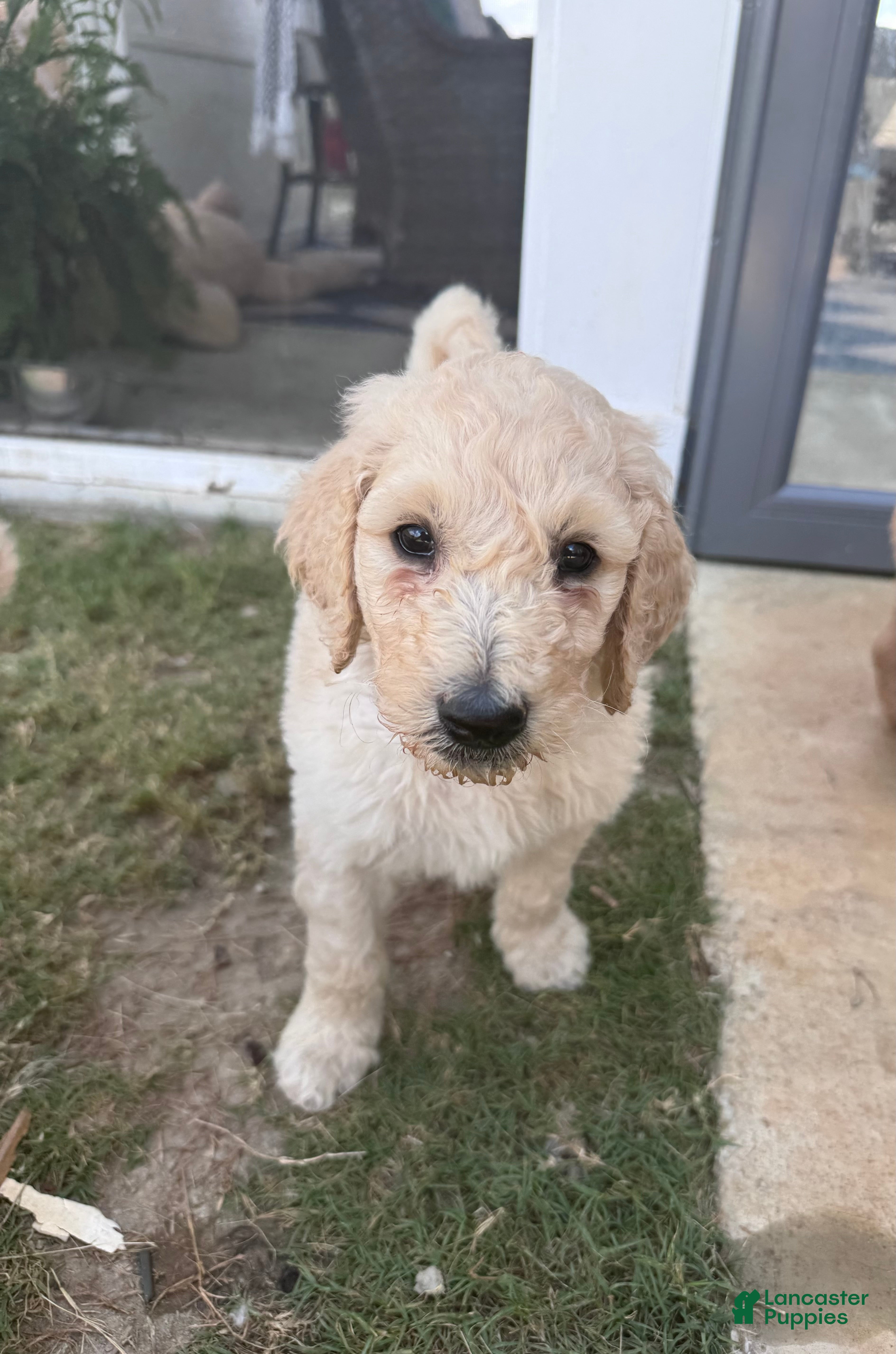Goldendoodle dogs for sale: Milo multi generational  - Ad 3