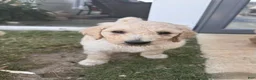 Goldendoodle dogs for sale: Milo multi generational  - Ad 1