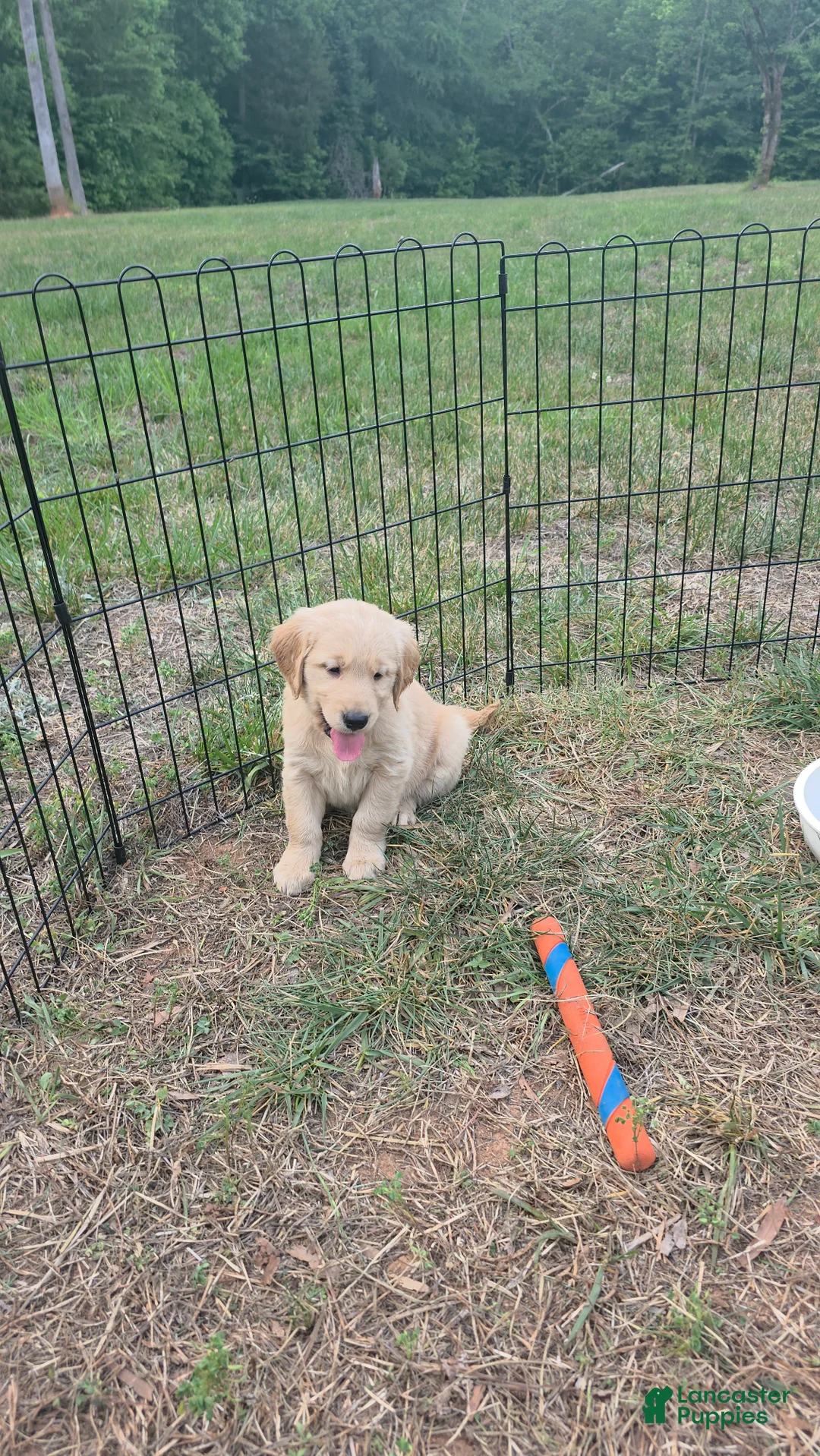 Golden Retriever dogs for sale: Montana (dark blue) - Ad 2