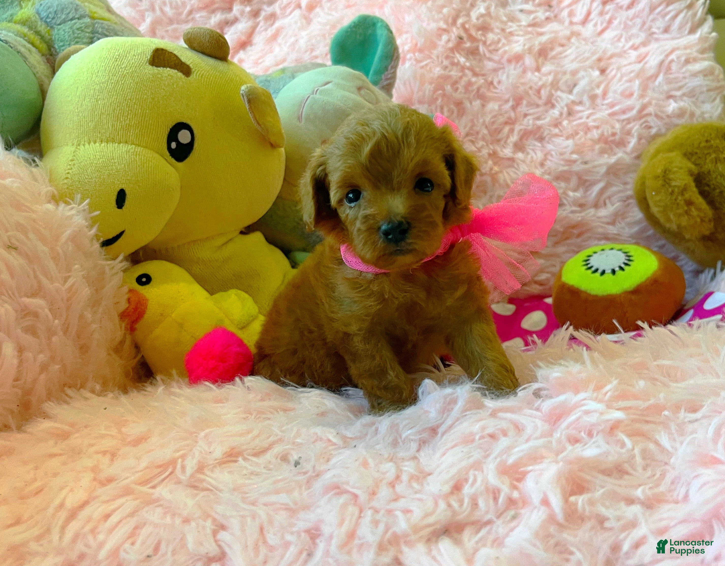 Toy Poodle dogs Ruby - Ad 14