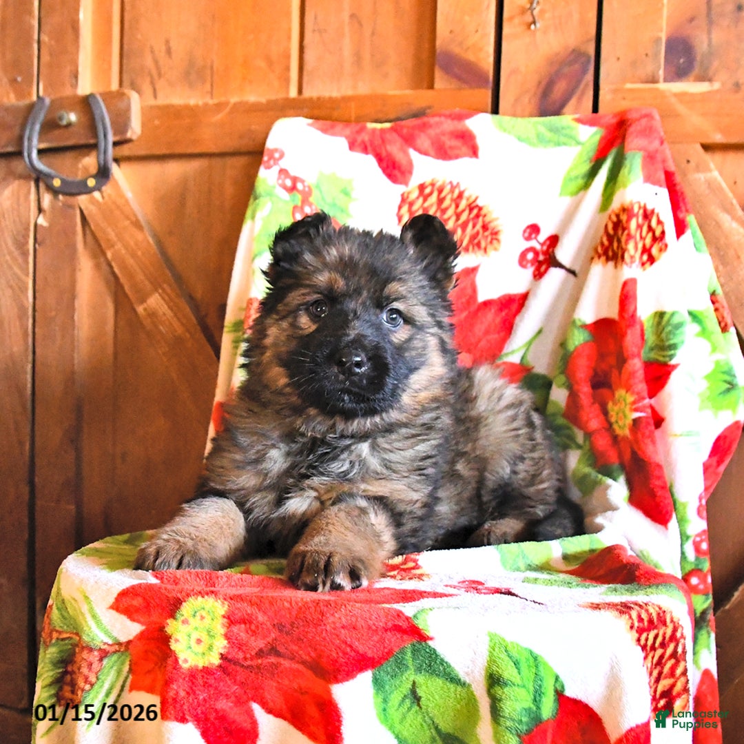 German Shepherd dogs for sale: Paisley - Ad 1