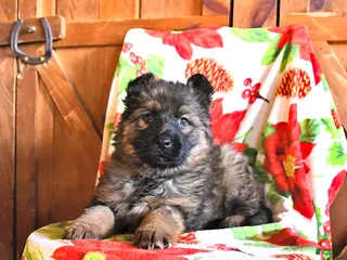 German Shepherd dogs Paisley - Ad 34