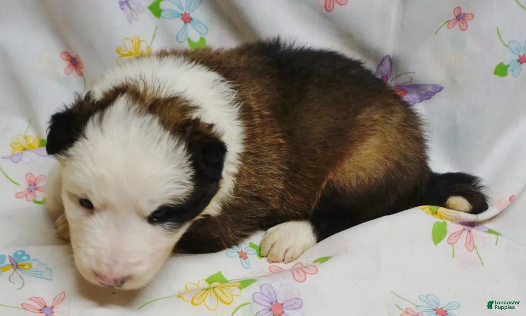 Border Collie dogs for sale: BANE - Ad 2