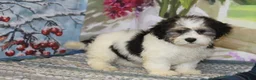 Havanese dogs for sale: Captain - Ad 1