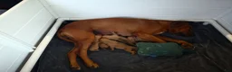Rhodesian Ridgeback dogs for sale: Lucy - Ad 10