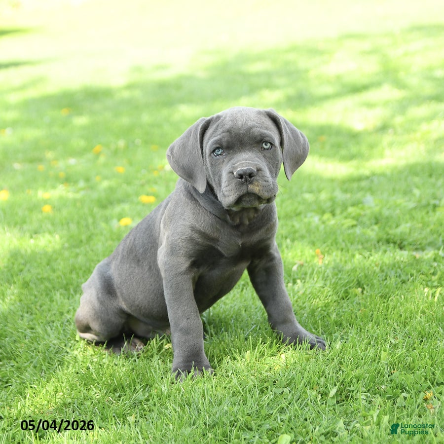 Cane Corso dogs Sterling - Ad 2