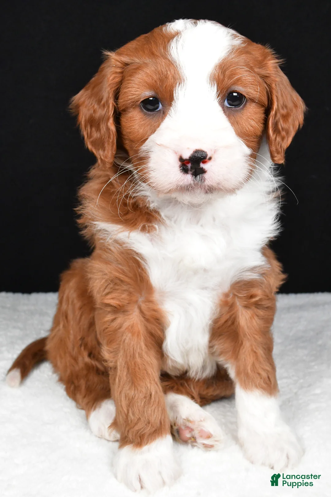 Mini Goldendoodle dogs for sale: Blaze - Ad 4