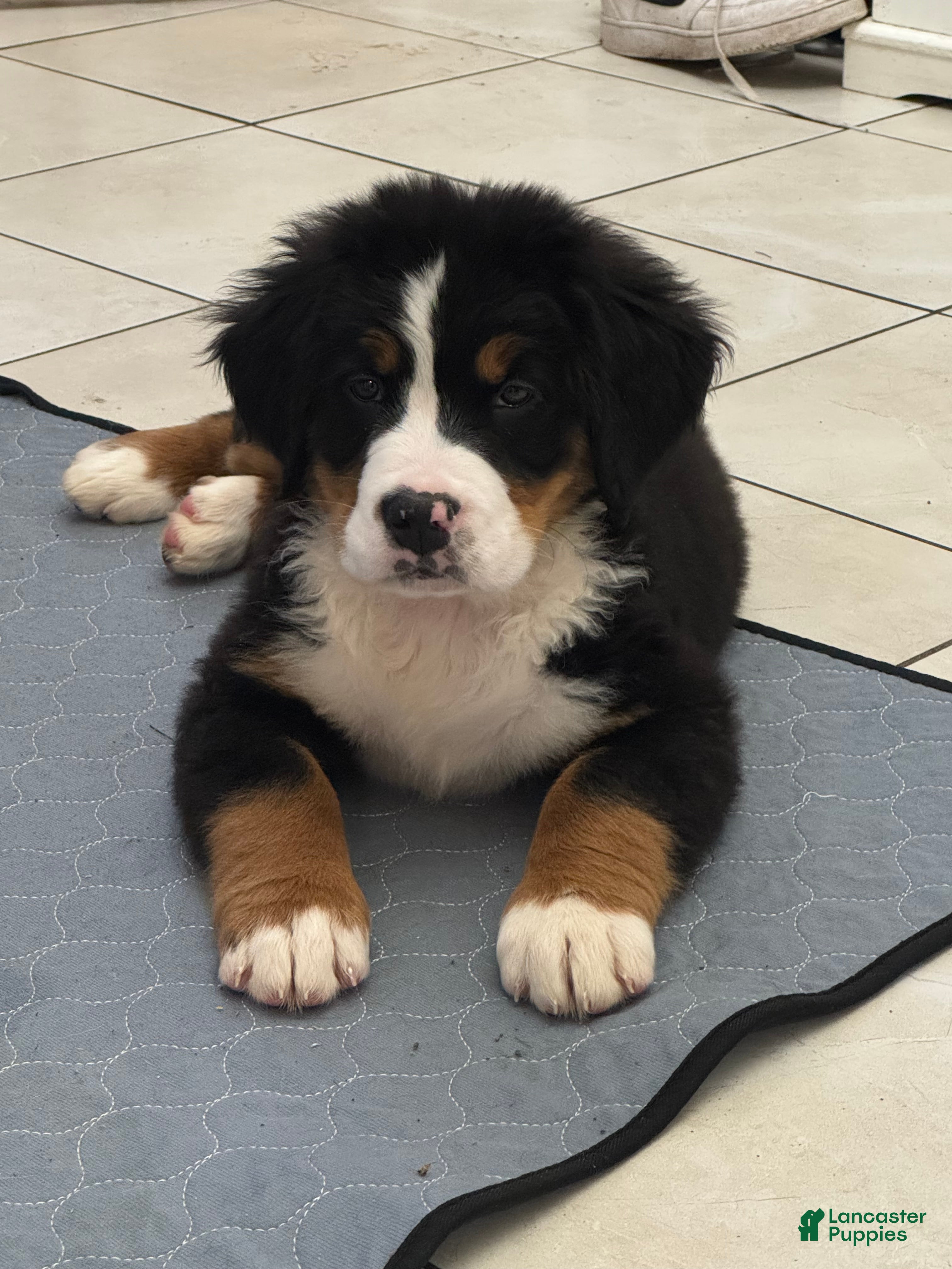 Bernese Mountain Dog dogs for sale: Rosie - Ad 1