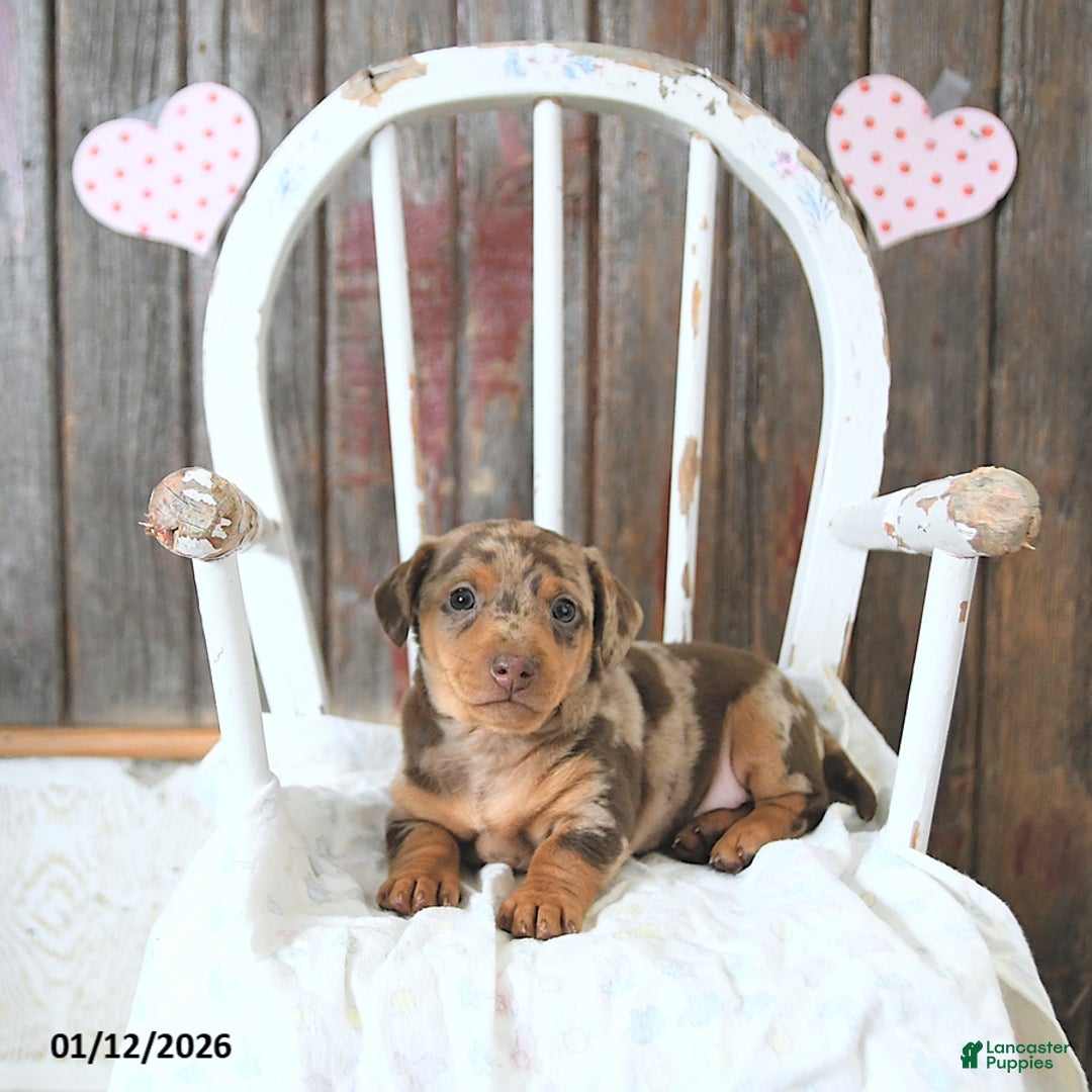 Miniature Dachshund dogs for sale: Bentley - Ad 4