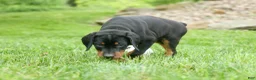 Doberman Pinscher dogs for sale:  Dax (Black Rust)🐶 - Ad 8