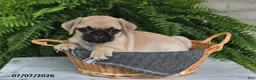 Pug dogs for sale: Edison - Ad 2