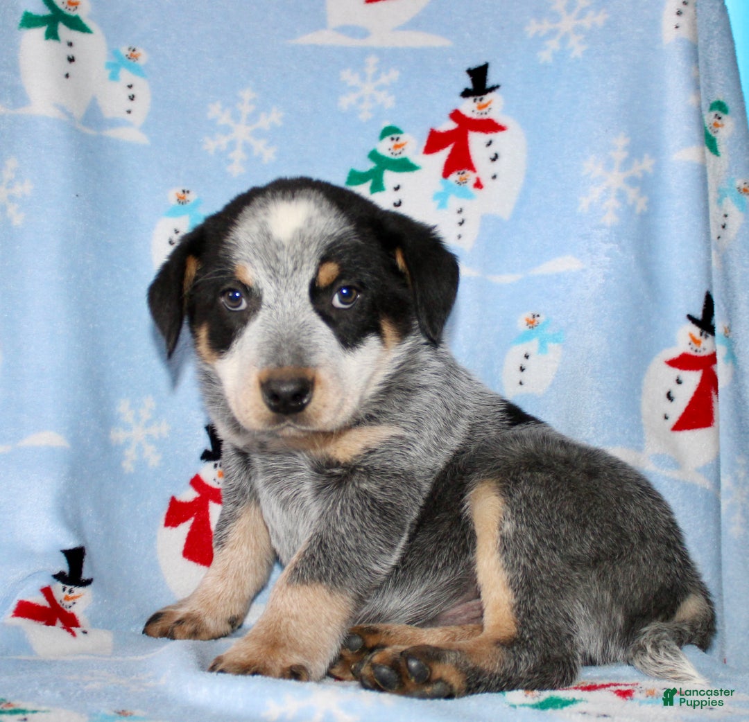 Australian Cattle Dog dogs for sale: Randy - Ad 6