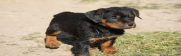 Rottweiler dogs for sale: Rottweiler litter of 5 puppies - Ad 36