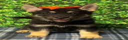 German Shepherd dogs for sale: German Shepherd 1 - Ad 1