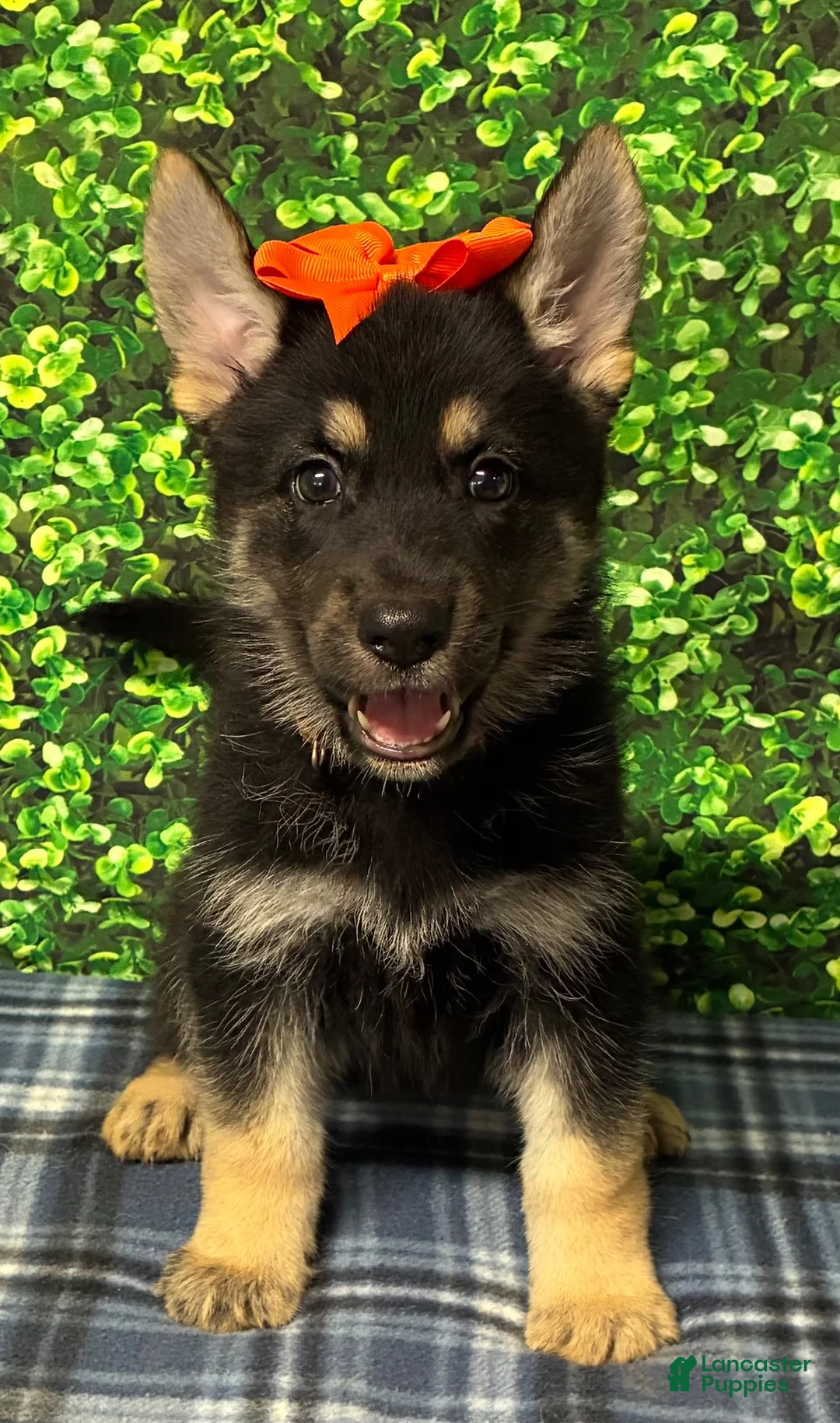 German Shepherd dogs for sale: German Shepherd 1 - Ad 1