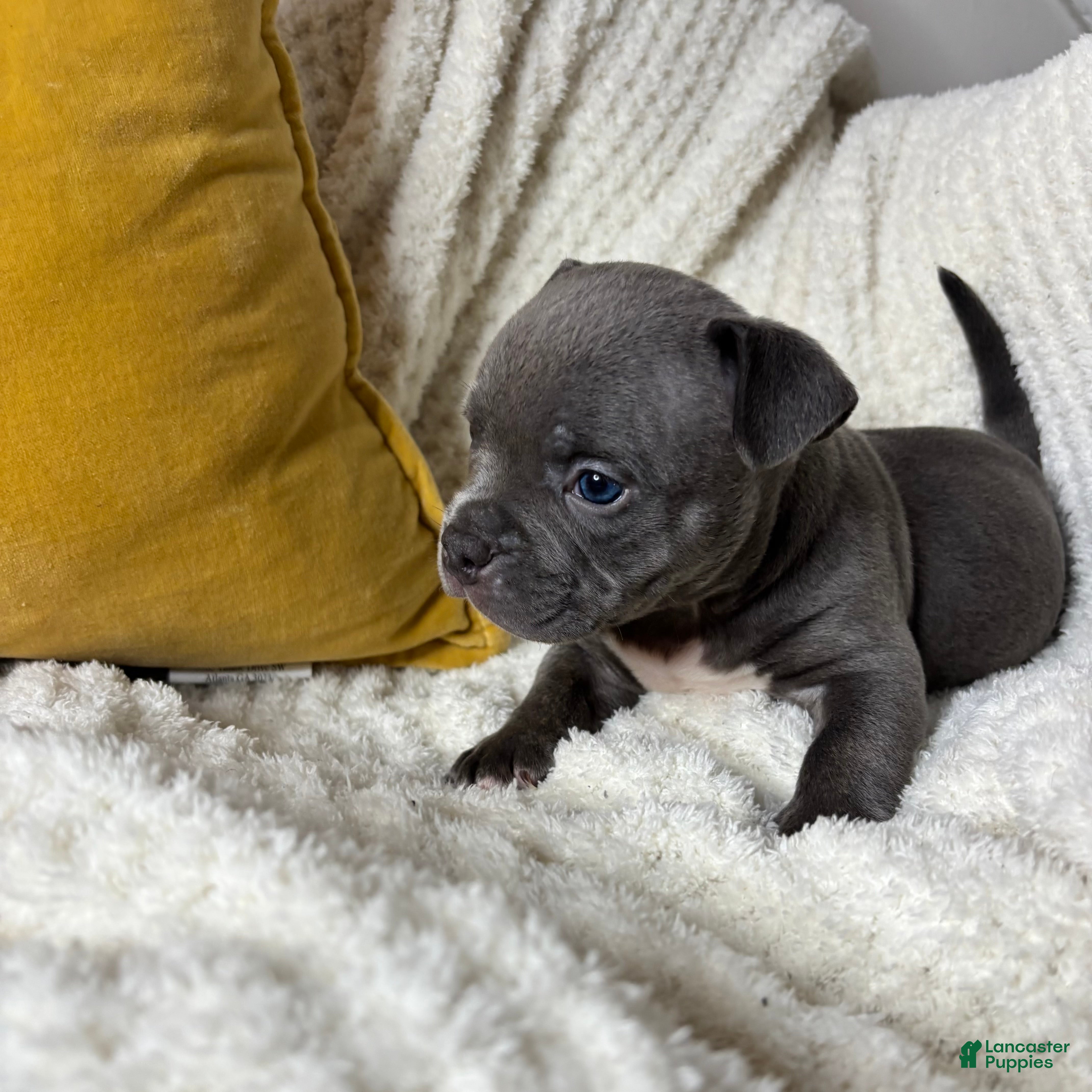 American Bully dogs Kill Bill - Ad 1