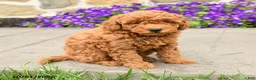 Mini Goldendoodle dogs for sale: Sawyer - Ad 4