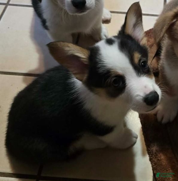 Welsh Corgi Pembroke dogs Welsh Corgi Pembroke 6 - Ad 2