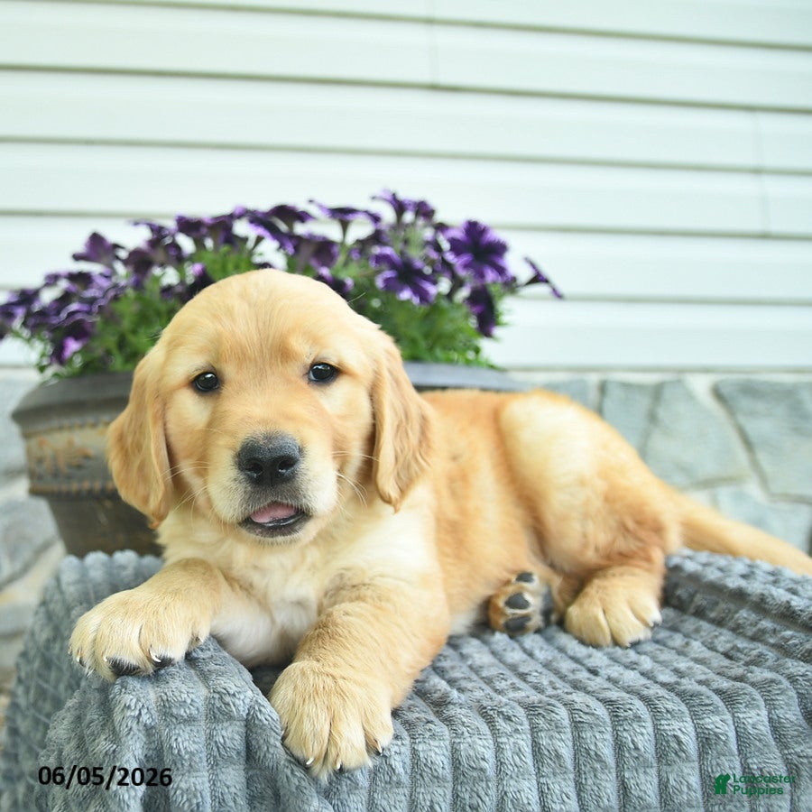 Golden Retriever dogs Taytum  - Ad 2