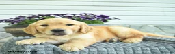 Golden Retriever dogs for sale: Taytum  - Ad 2