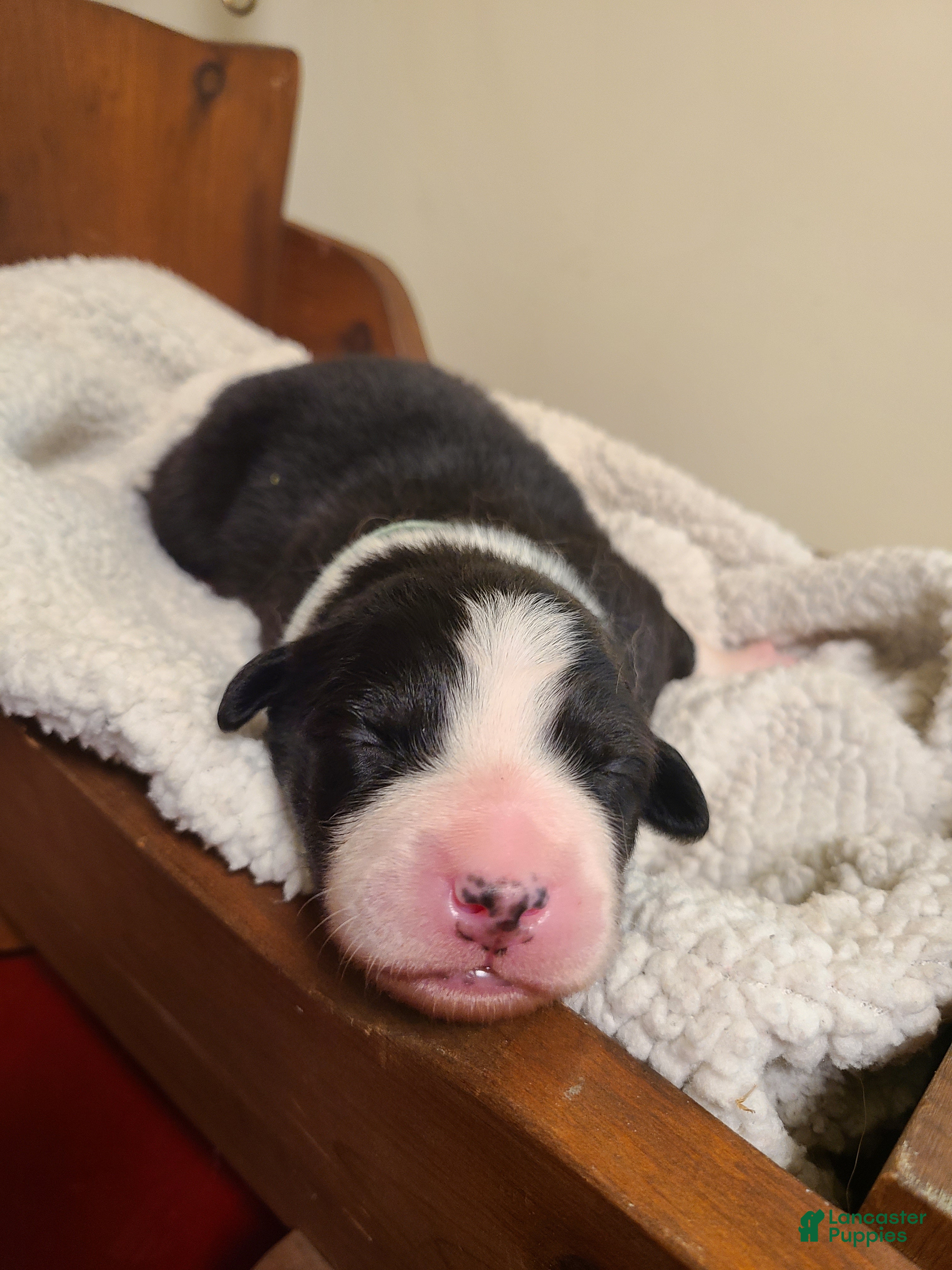 Mixed Breed dogs for sale: Taffy - Ad 1