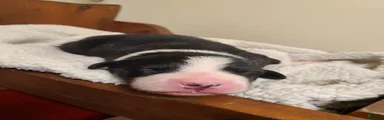 Taffy