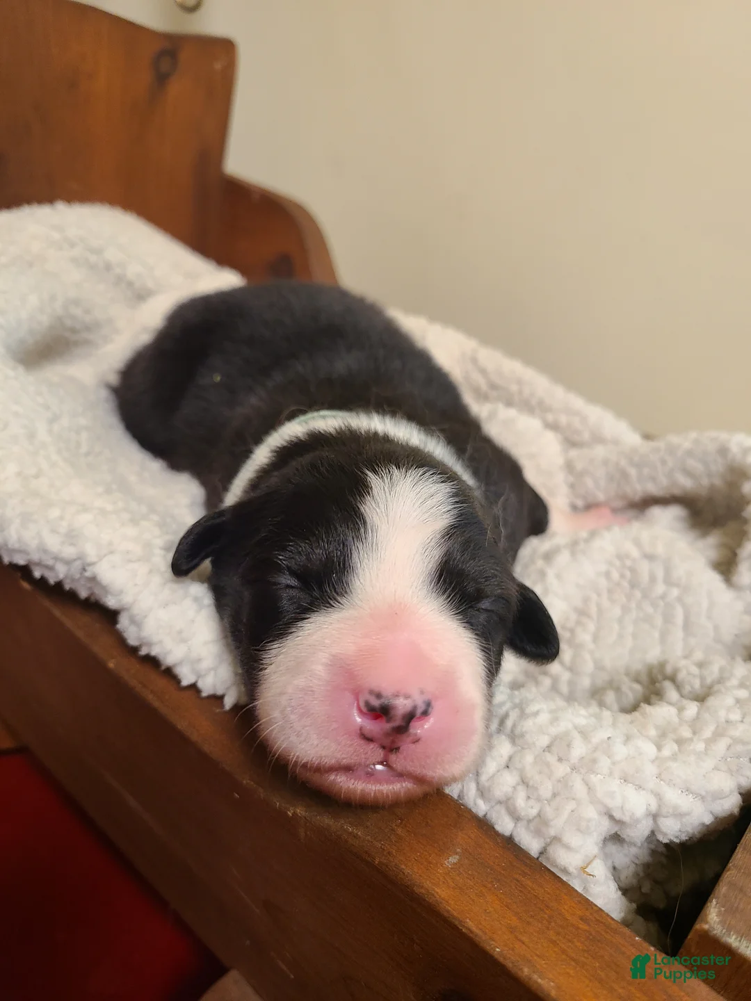Mixed Breed dogs for sale: Taffy - Ad 1