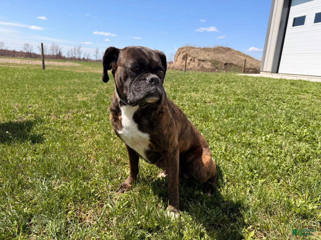 Boxer dogs for sale: Pepper - Ad 1