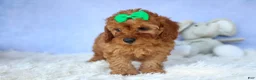 Cavapoo dogs for sale: TRAVIS - Ad 16