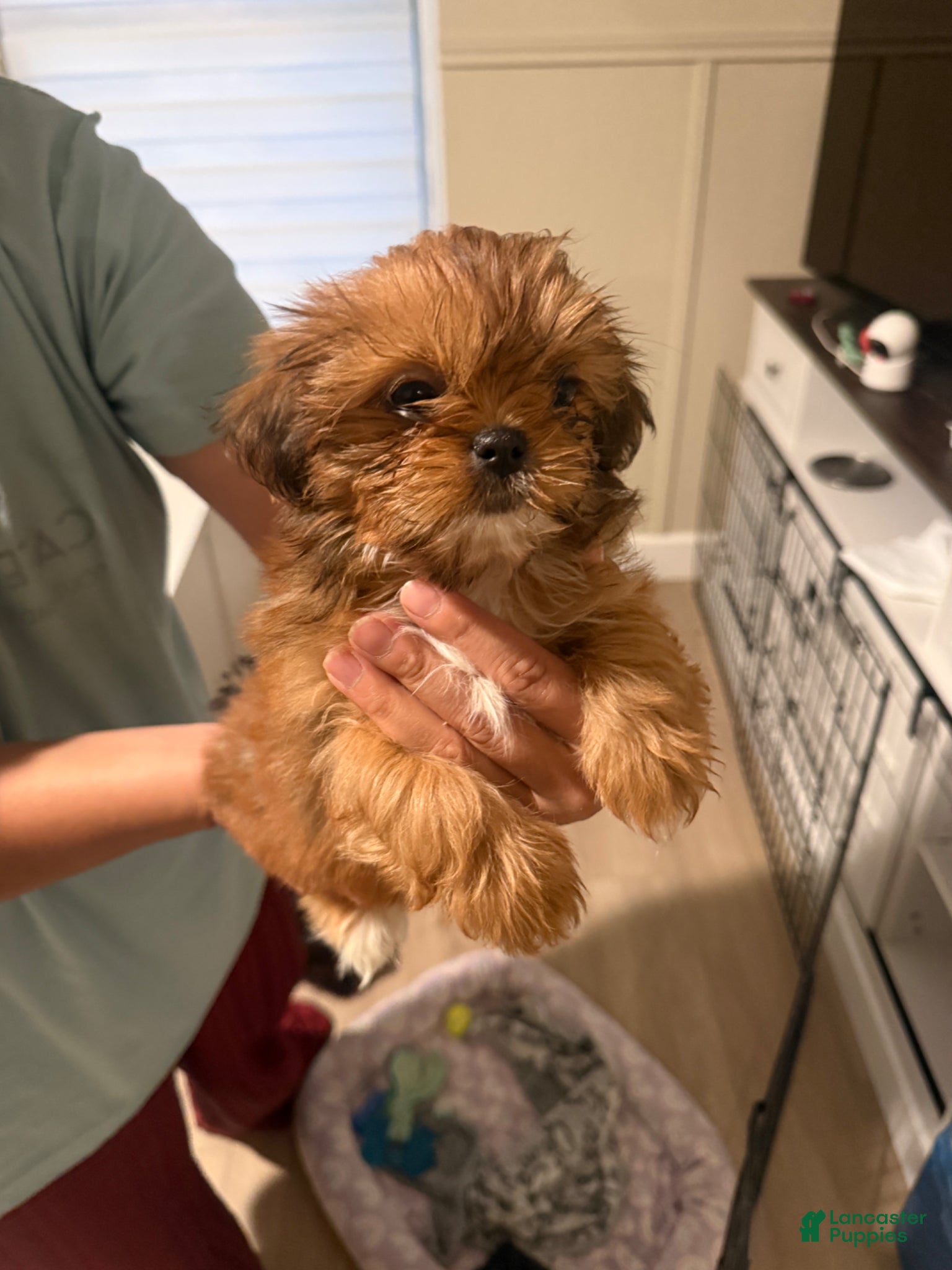 Shih Tzu dogs Shih Tzu Puppy 3 - Ad 2