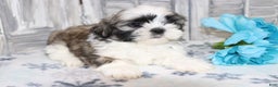 Shih Tzu dogs for sale: Logan  - Ad 3