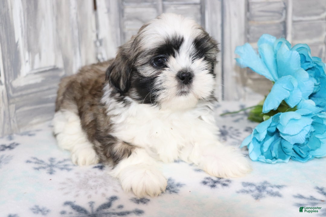 Shih Tzu dogs for sale: Logan  - Ad 3