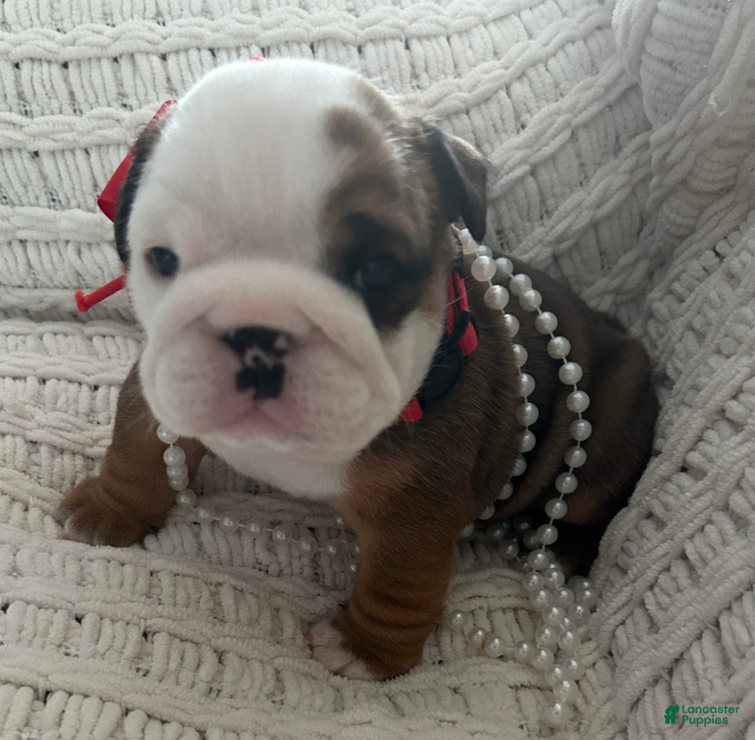English Bulldog dogs for sale: English Bulldog Female - Ad 11