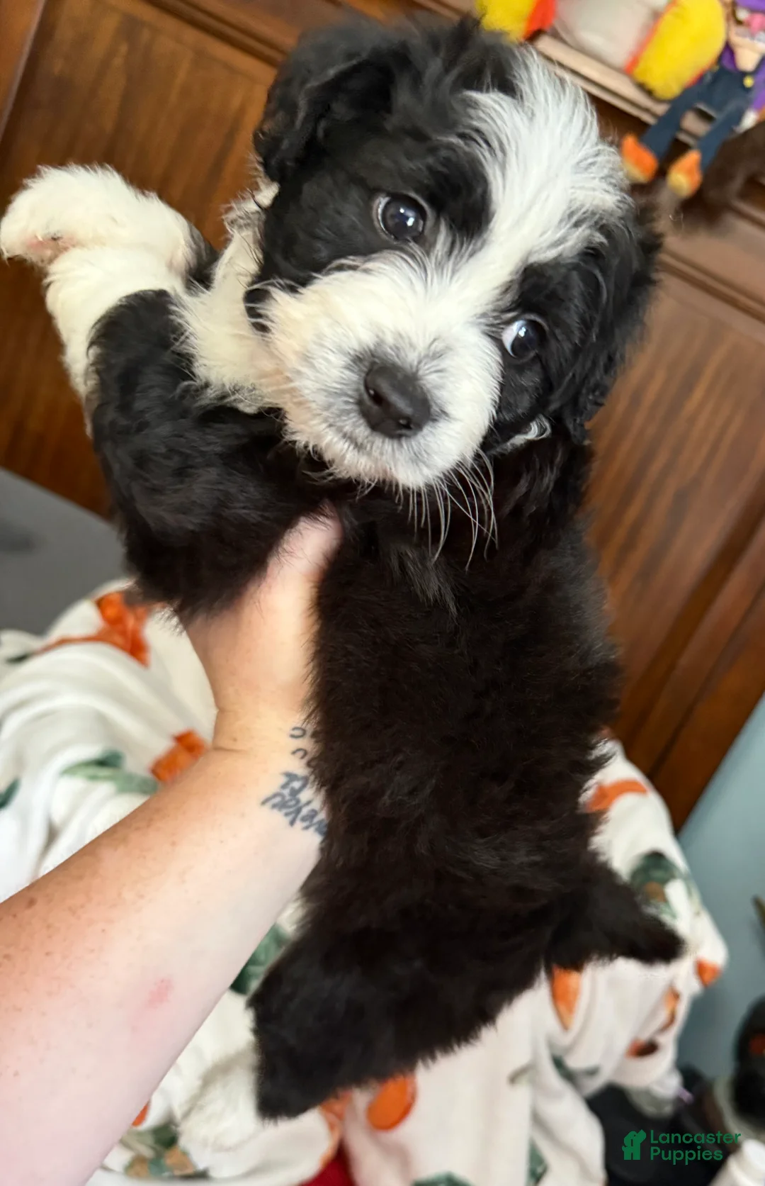Aussiedoodle dogs for sale: Pinkie Pie (Pink) - Ad 2