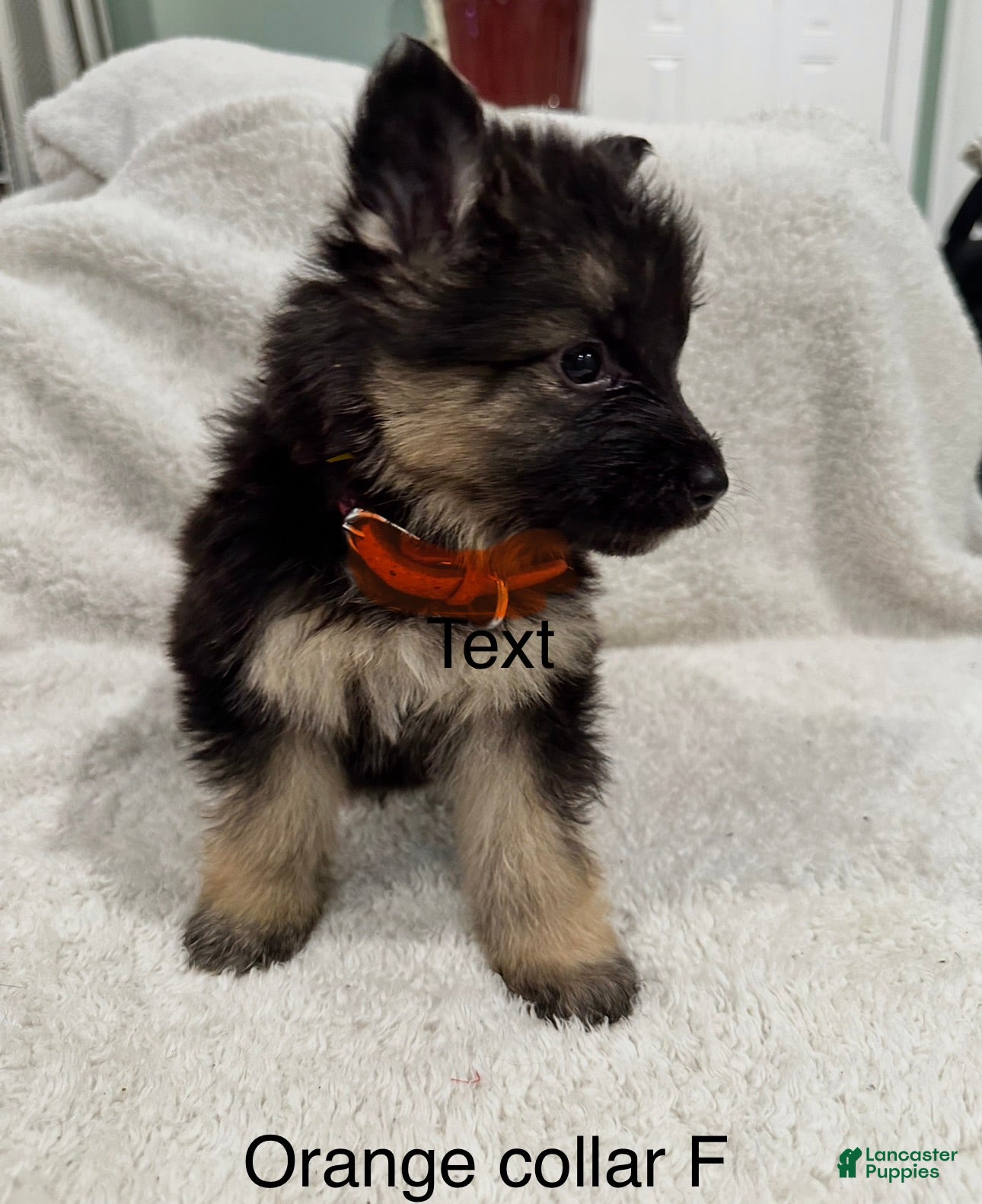 German Shepherd dogs German Shepherd Puppy 10 - Ad 26