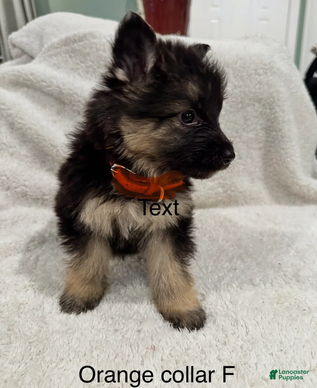 German Shepherd dogs for sale: German Shepherd Puppy 10 - Ad 1