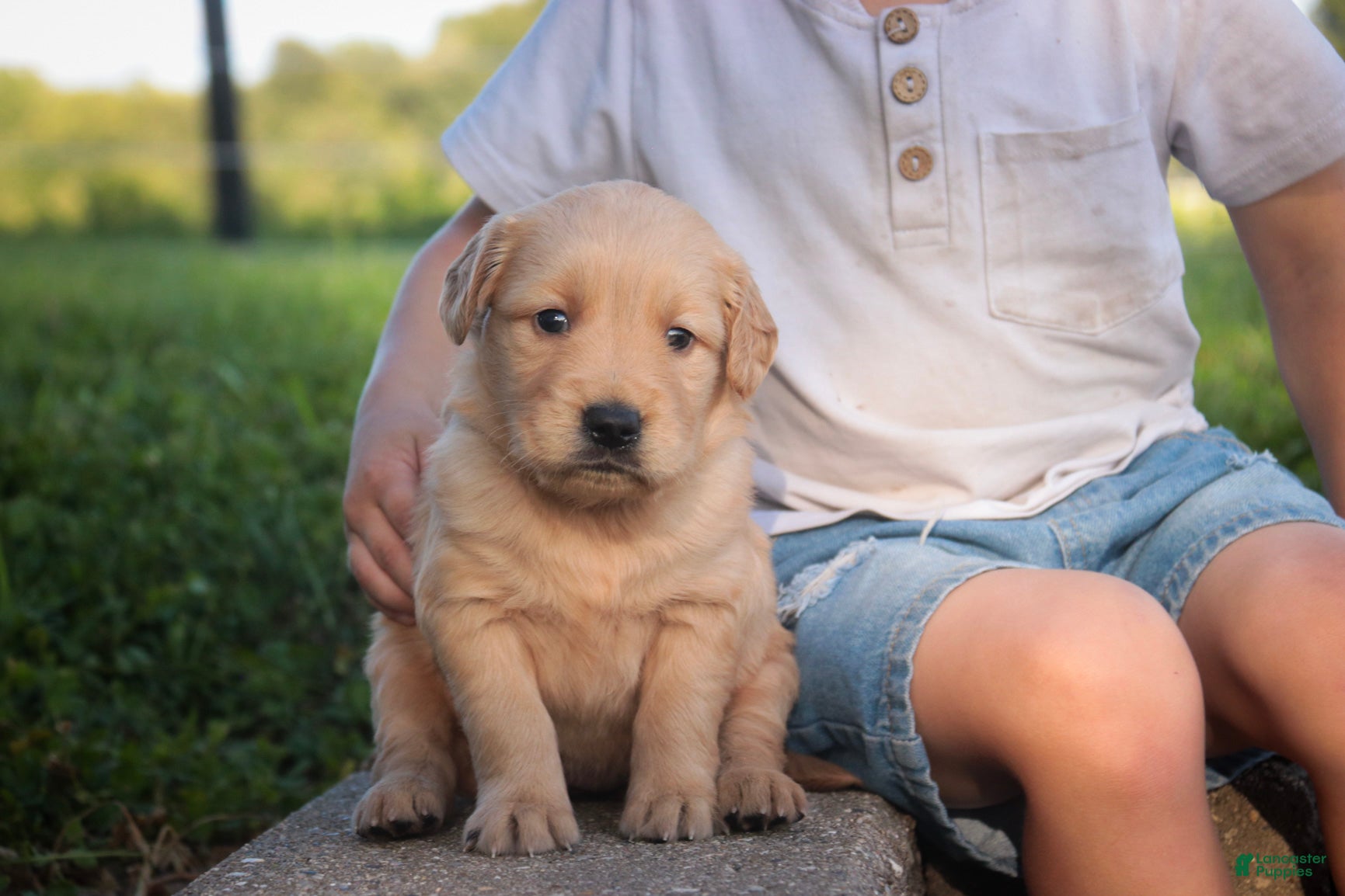 Golden Retriever dogs Meg Golden Retriever  - Ad 1