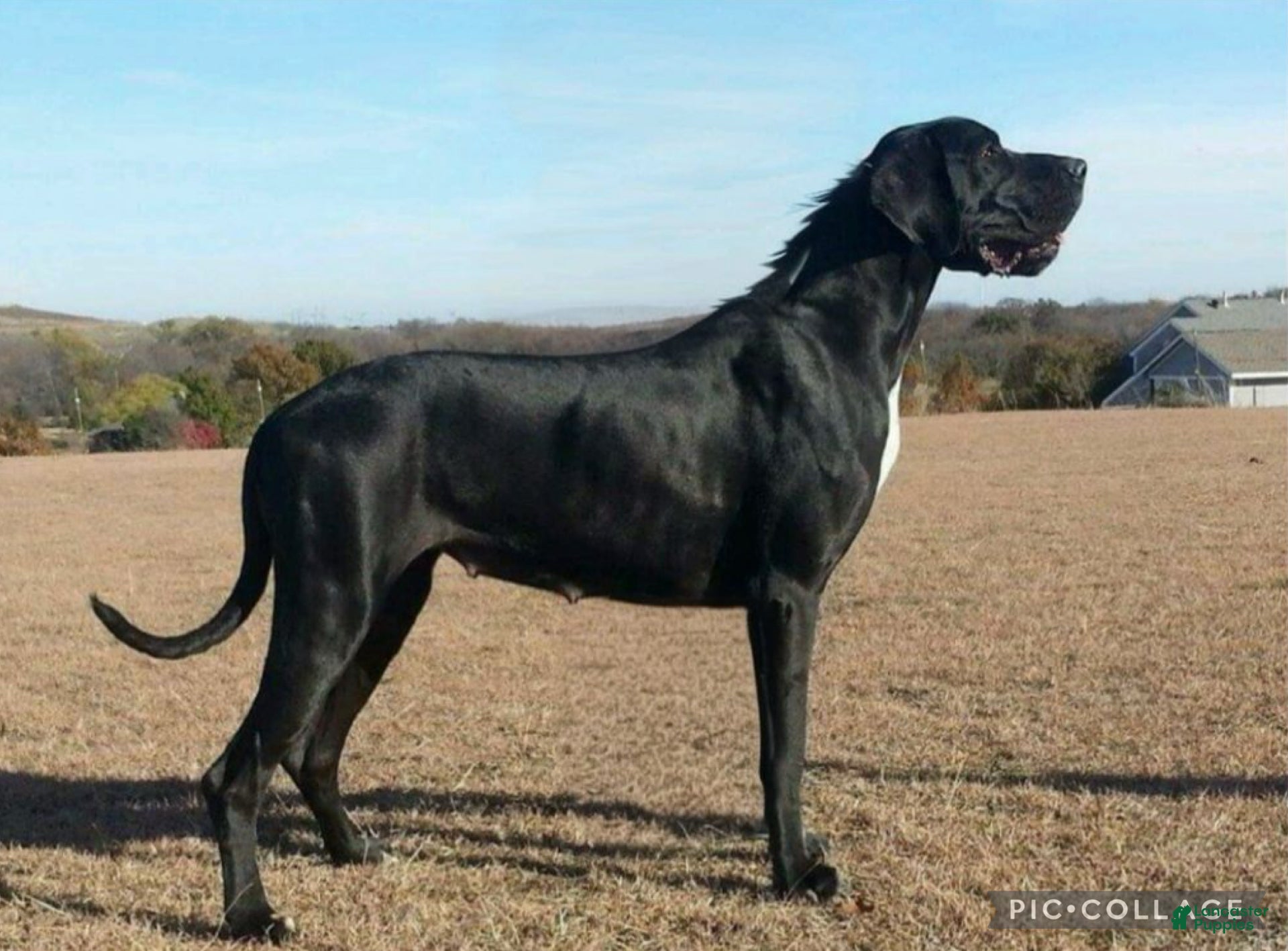 Great Dane dogs Our Lil Black Out - Ana  - Ad 2