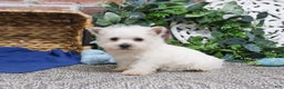 West Highland Terrier dogs for sale: Allister  - Ad 4